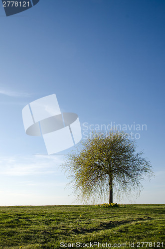 Image of Lone spring tree