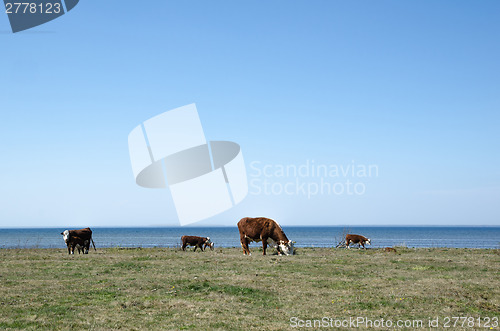 Image of Grazing cattle by the coast