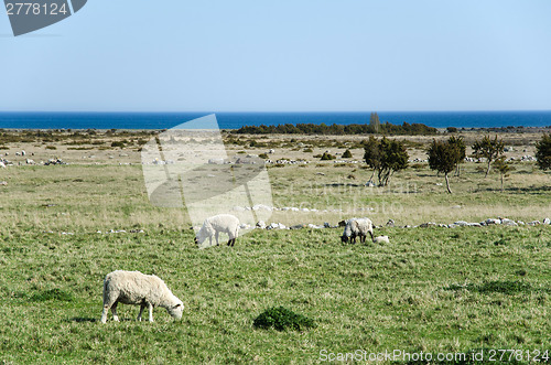 Image of Grazing sheep in a coastal landscape