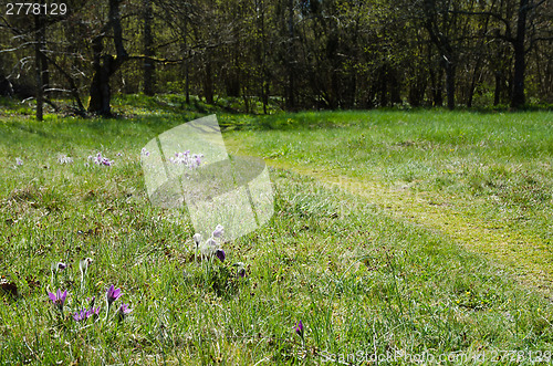 Image of Springtime beauty