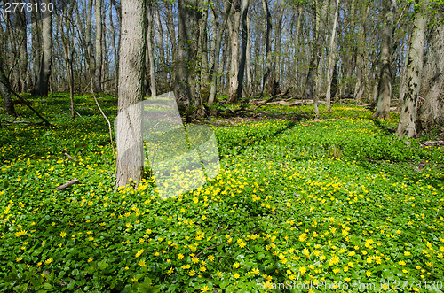 Image of Yellow wildflowers at spring