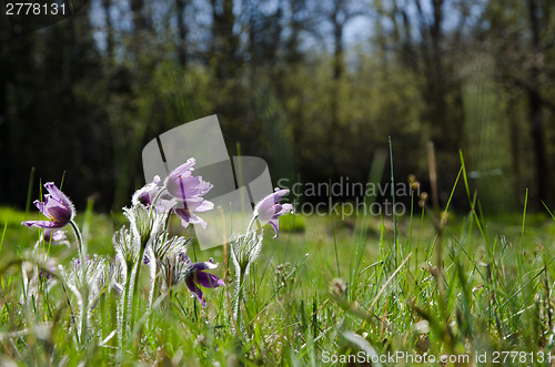 Image of Shiny Pasque Flowers