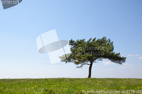 Image of Single pine tree