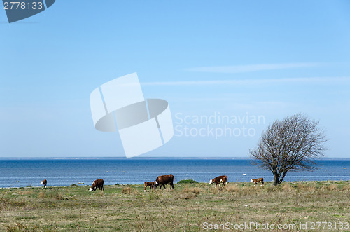 Image of Cattle by the coast