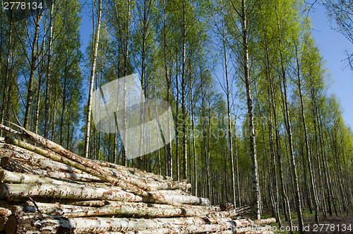 Image of Wood pile at springtime