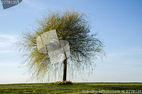 Image of Lone wide tree