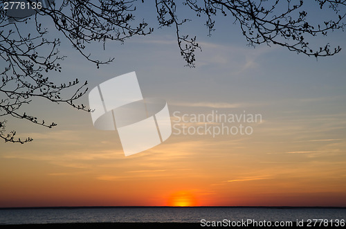 Image of Branches at sunset