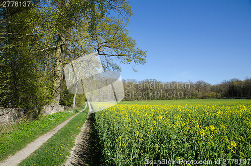 Image of Canola field