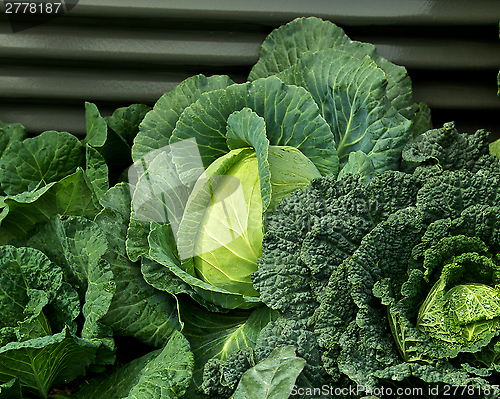 Image of Cabbages