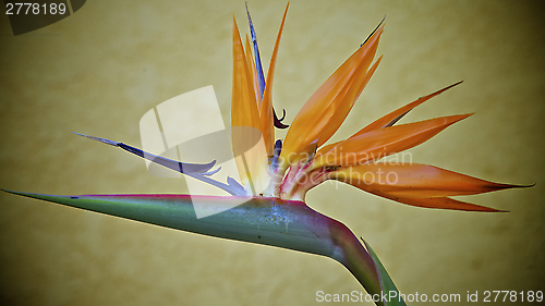 Image of Bird of Paradise