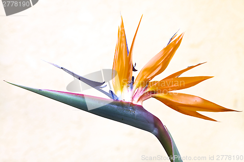 Image of Bird of Paradise