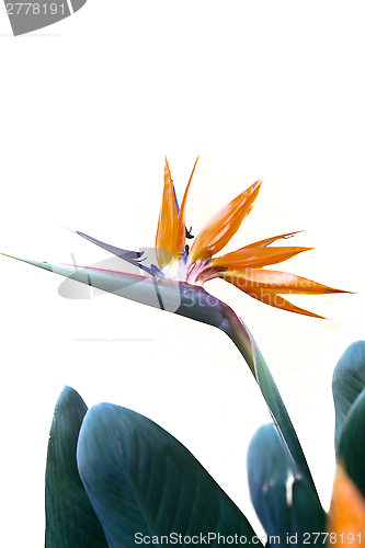 Image of Bird of Paradise Queenly Strelitzia Flower in Front of a White Wall