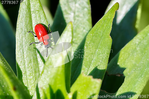 Image of Macro photography of a little insect, Small beetle