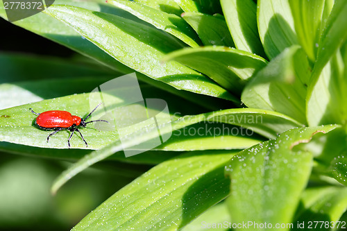 Image of Macro photography of a little insect, Small beetle