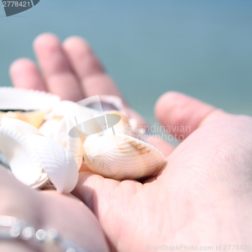 Image of Scallop