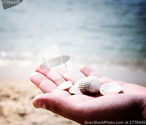 Image of Scallop