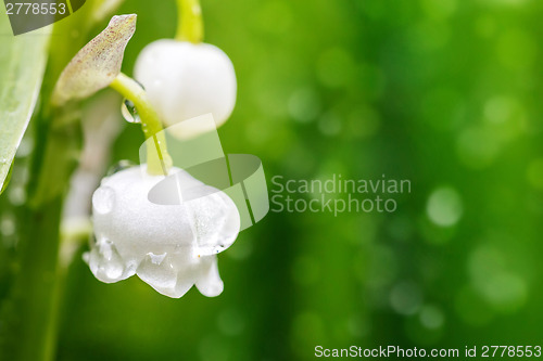 Image of Blooming Lily of the valley in spring garden