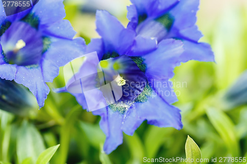 Image of Trumpet gentiana blue spring flower in garden