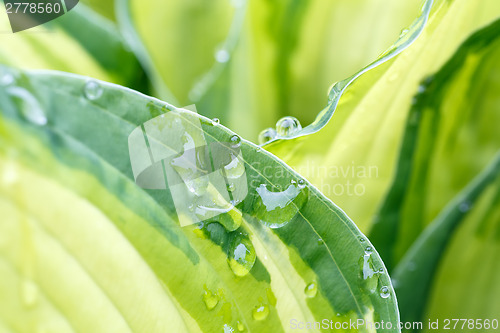 Image of Rain drops on flower leaf close up