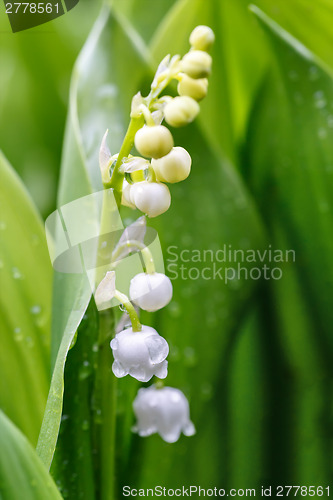 Image of Blooming Lily of the valley in spring garden