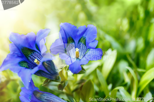 Image of Trumpet gentiana blue spring flower in garden