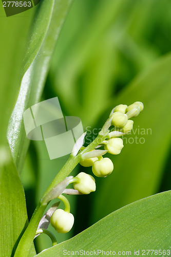 Image of Blooming Lily of the valley in spring garden