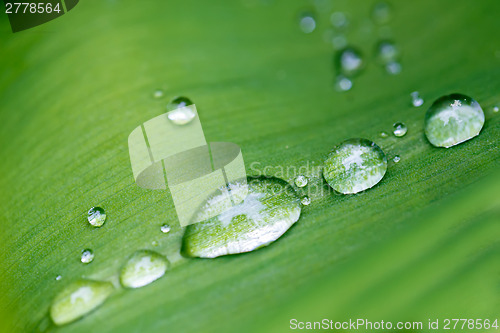 Image of Rain drops on flower leaf close up