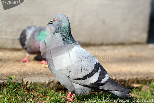 Image of feral pigeon looking for mate in spring