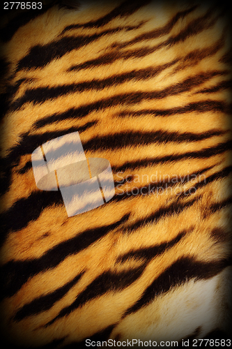 Image of real tiger textured pelt