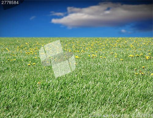 Image of green meadow and blue sky