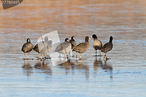 Image of coots standing together on icy lake