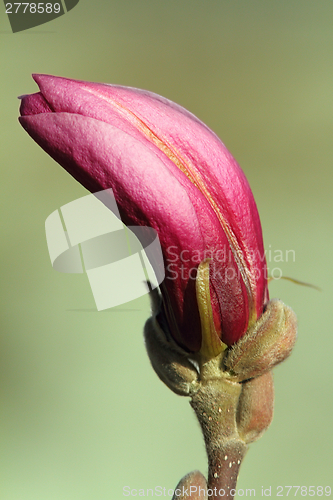 Image of pink magnolia spring flower