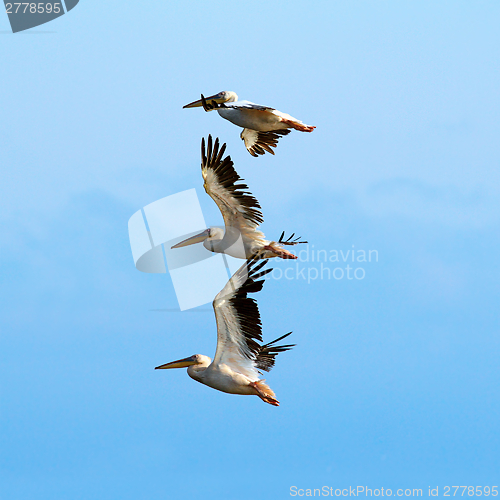 Image of pelicans over beautiful blue sky