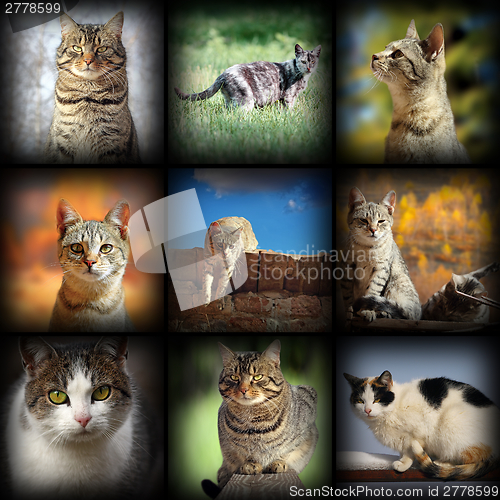 Image of cats images collection