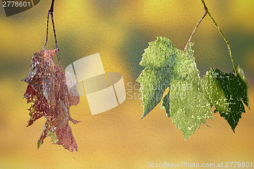 Image of abstract concept of life and death with leaves