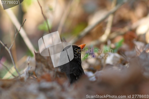 Image of male blackbbird hiding amongst faded leaves