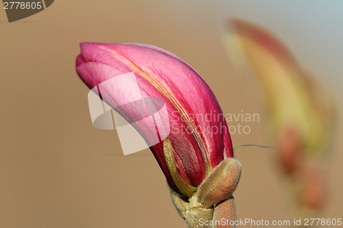Image of magnolia beautiful flower
