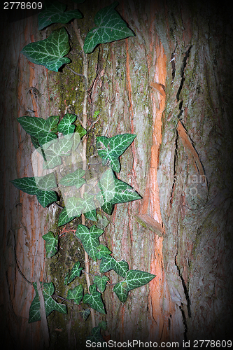 Image of wild ivy growing on tree trunk