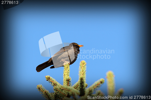 Image of male blackbird singing in spring
