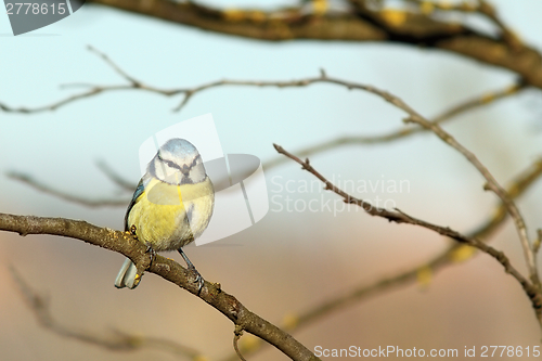 Image of shivered blue tit