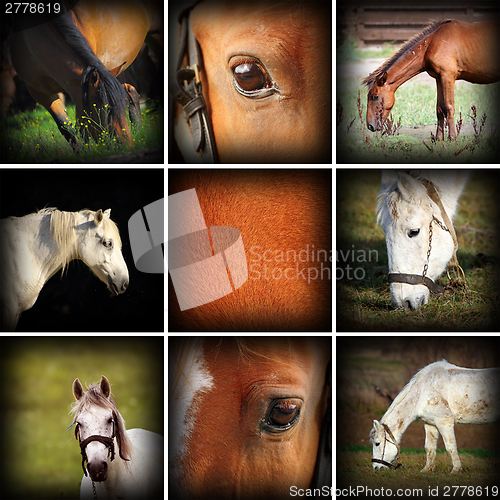 Image of collection of horses pictures