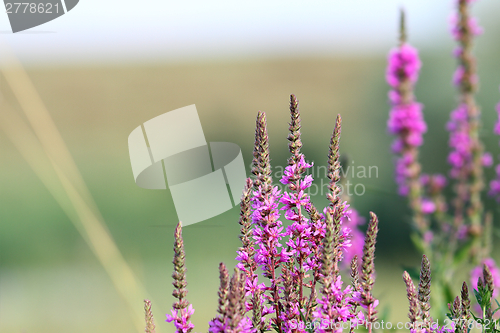 Image of purple wild flowers growing in summer