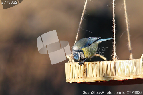 Image of blue tit eating small seed