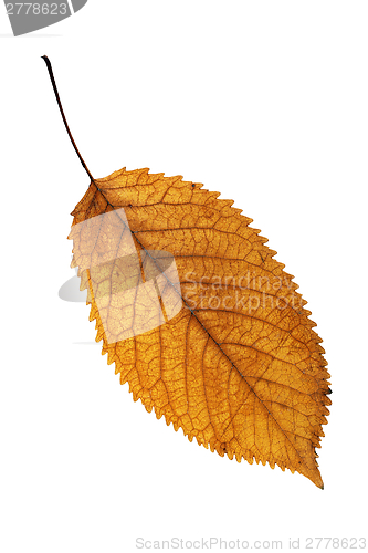 Image of golden leaf isolated on white background