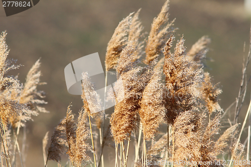 Image of reeds in late winter