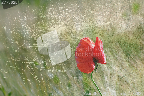 Image of abstract distressed red poppy flower