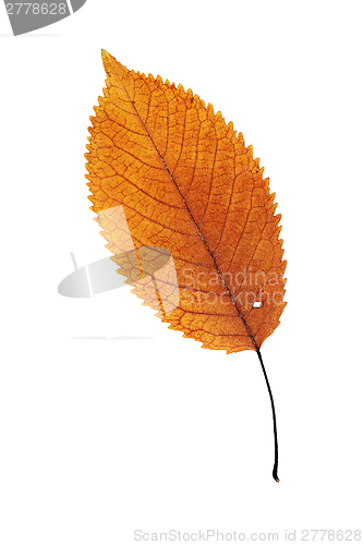 Image of beautiful orange leaf