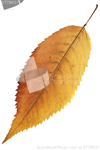 Image of isolated orange autumn leaf