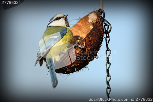 Image of tiny garden bird on feeder