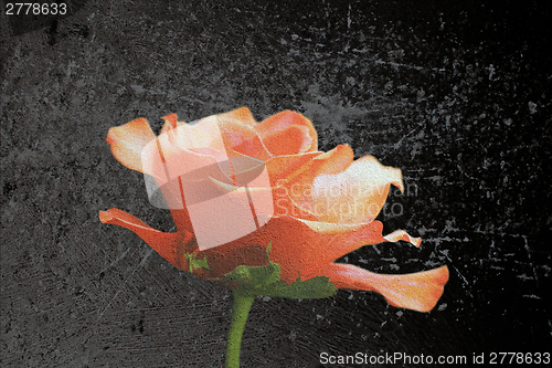 Image of beautiful red rose scratched layer